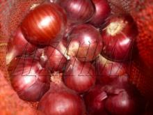 EGYPTION ONION