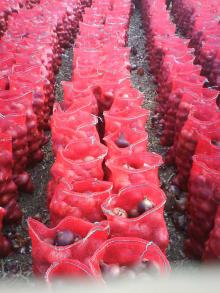 fresh red &yellow onion