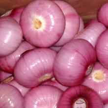 fresh  onion 