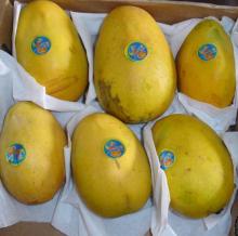 FRESH FARM MANGO