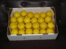 GRAPE FRUITS