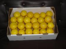 FRESH GRAPE FRUITS