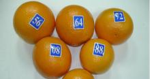 ORANGE FROM EGYPT