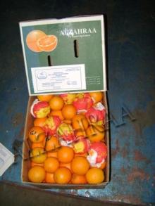 FRESH CITRUS FRUIT