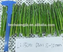 IQF Green  Asparagus  (2014 New Spring  Asparagus )