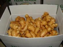 ginger 250g for export to Europe market