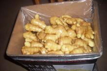 Fresh Ginger-2013 CROP