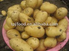 cheap fresh potatos