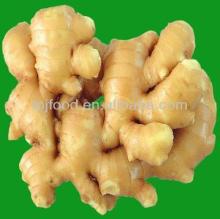 Frozen Ginger