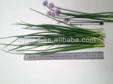 IQF Germany Chive with all certificates approved