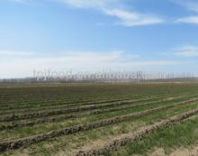 New Season Spring Onion with BRC/KOSHER/HALLAL/HACCP