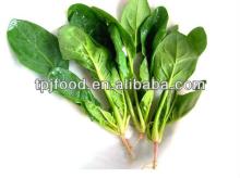 Export to USA,Europe  Frozen   chopped   spinach 