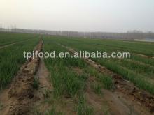 New Crop IQF Chive with all certificates applied
