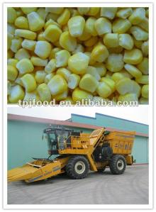 frozen kernel bulk corn with FDA BRC,HALAL,HACCP,KOSHER