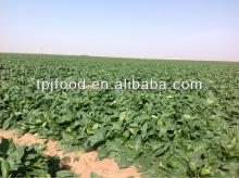 New crop  frozen   spinach   chopped 
