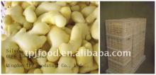 IQF frozen peeled ginger with FDA BRC HALAL KOSHER