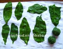 frozen spinach globe (iqf spinach ball)in high quality
