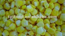 yellow corn (food beverage) with FDA BRC,HALAL,HACCP,KOSHER