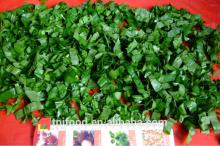 2014 hot selling IQF spinach dices (5*5mm)