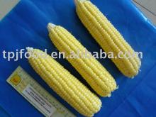 IQF Sweet Corn(Export to USA,Mid East,Europe)