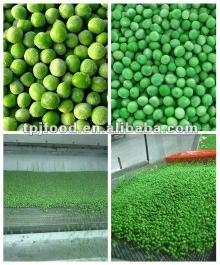 Frozen vegetables - IQF peas