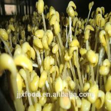 Rest assured frozen soybean sprout