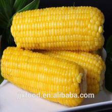 frozen sweet corn cob