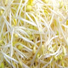 pure healthy food frozen soybean sprouts in frozen vegetables