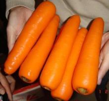 fresh yellow carrot