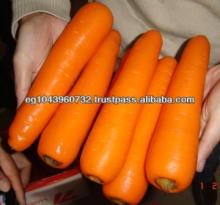 fresh carrot