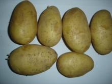 all kind of Egyptian potato