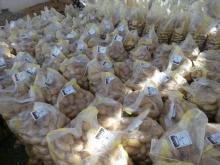 Fresh Egyptian potato