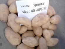 fresh sponta potato
