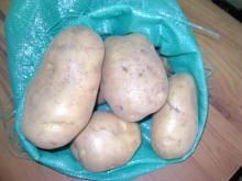 Egypt potato for sale