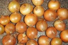 Golden onion