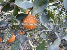 fresh Egyptian orange