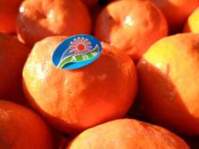 Egypt fresh mandarin
