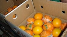 fresh orange for sale