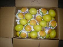 citrus lemon