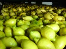 green lemon