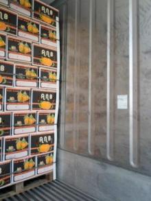 Navel Orange for sale