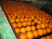 navel orange