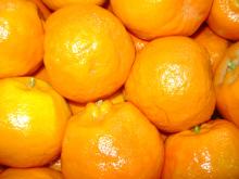 Fresh mandarin - Citrus
