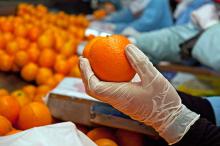 fresh mandarin for sale