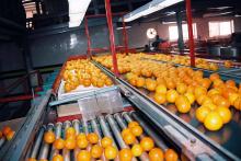 Navel , Valencia Egyptian orange
