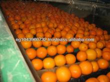 Citrus Valencia orange