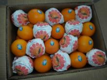 Orange size 48/56/64/72/80/88/100/105/113/125