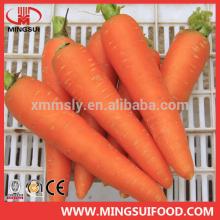 2014 new crop fresh carrot