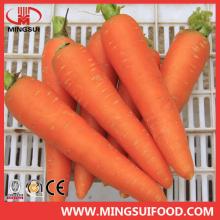 High quality fresh carrot