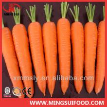 High quality Chinese fresh carrot